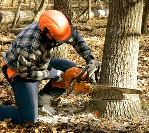 Tree Removal in Gully, MN
